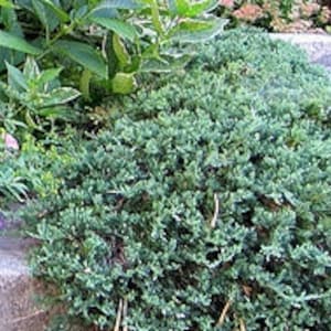 May include: A close-up of a blue-green juniper bush growing in a garden setting. The bush is dense and has a spreading habit.