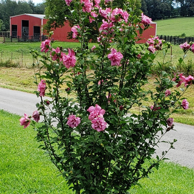 Lady Stanley Althea pink Lady Tree Bareroot 612 Etsy