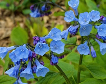 12 Bluebells Bare Root, virginia bluebells, bell shaped flowers, blue flowers, spring planting, perennials, wildflower garden
