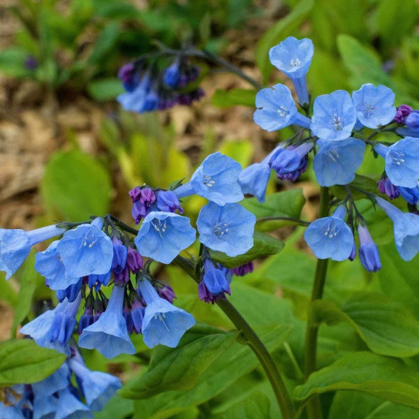 12 Bluebells Bare Root, virginia bluebells, bell shaped flowers, blue flowers, spring planting, perennials, wildflower garden