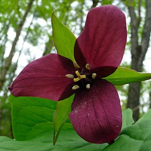 12 Red Trillium, Wood Lily bulbs (Trillium erectum)