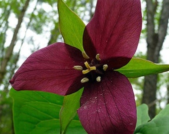 12 Red Trillium, Wood Lily bulbs (Trillium erectum)