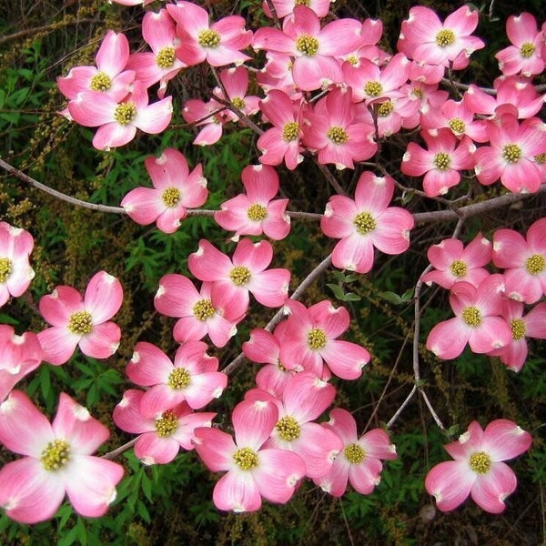 3 Pack of Pink Dogwood Trees  6-12" tall in a 2.5" pots