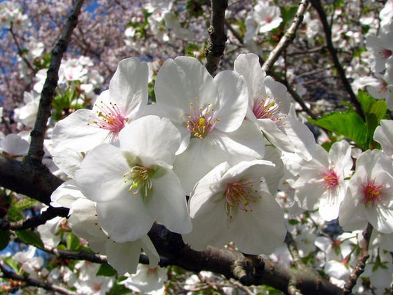 【おまとめ】FlowerBreeze 3& Adorable Tree 1 Flowering dogwood tree and distant Eastern redbud-Kentucky