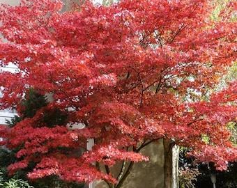 May include: A vibrant red Japanese maple tree with delicate leaves in full autumn foliage. The tree is planted in front of a building with a white window.