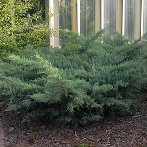 May include: A close-up of a blue-green juniper bush with soft, feathery foliage. The bush is growing in a bed of brown mulch.