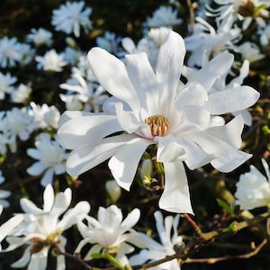 Star Magnolia 12-18&quot; in Height in a Trade Gallon Container
