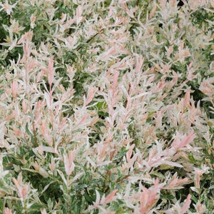 May include: A close-up of a bush with green leaves and pink and white variegation.