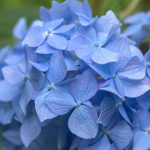 May include: A close-up of a cluster of blue hydrangea flowers. The flowers are in full bloom and have a delicate, soft texture.