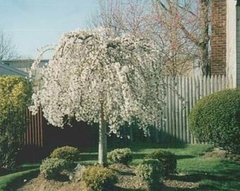 May include: A weeping cherry tree with white blossoms in full bloom. The tree is planted in a residential yard with a wooden fence and green shrubs.