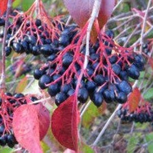 Nannyberry 12-18&quot; in Height in a Trade Gallon Container