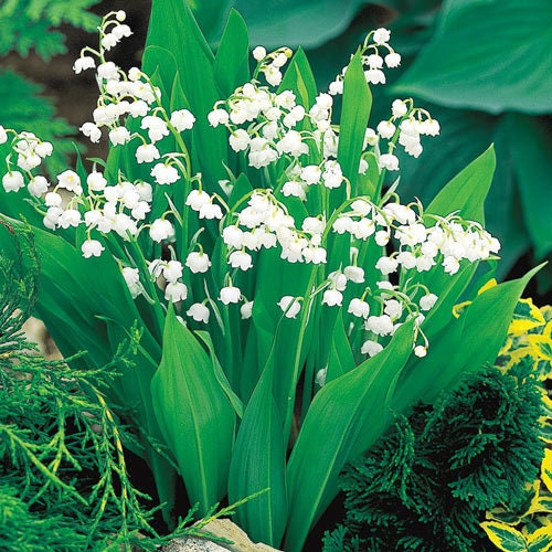 Lily of the Valley Flower Essence