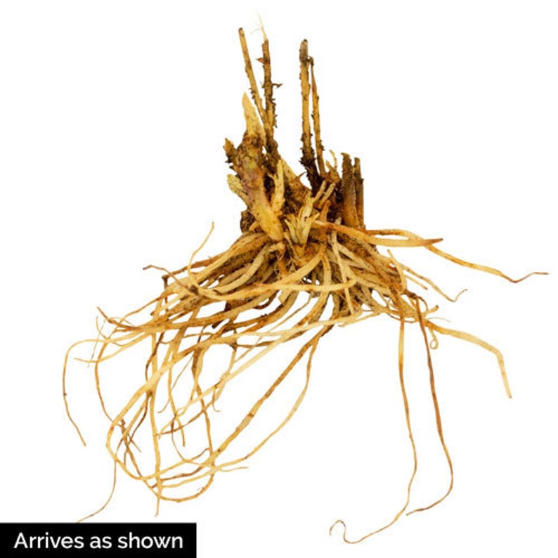 May include: A close-up of a bare-root plant with a cluster of brown roots and stems.