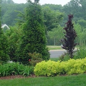 May include: A lush green lawn with a variety of trees and shrubs. The lawn is surrounded by a row of houses in the background. The trees and shrubs are in various shades of green, with some having a reddish hue.