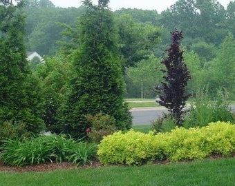 Green Giant Arborvitae Pack of 50 in 3" pots