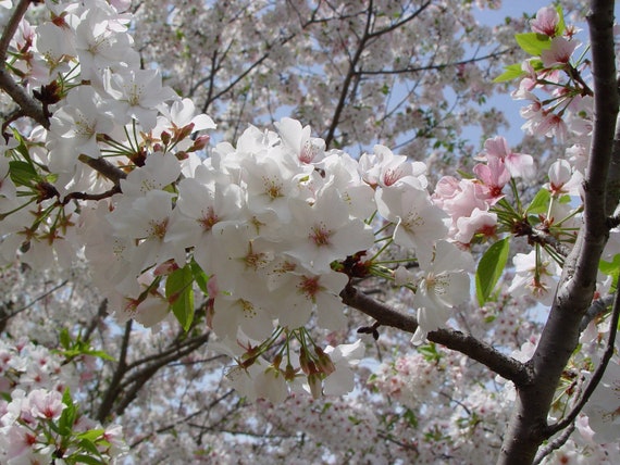 One Snowgoose Flowering Cherry Tree 2 1-2