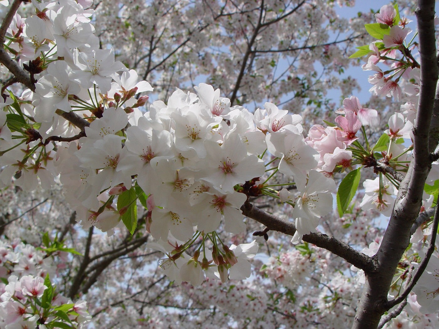 【おまとめ】FlowerBreeze 3& Adorable Tree 1 Online Orchards 3 ft. Shogetsu Cherry Blossom Tree with