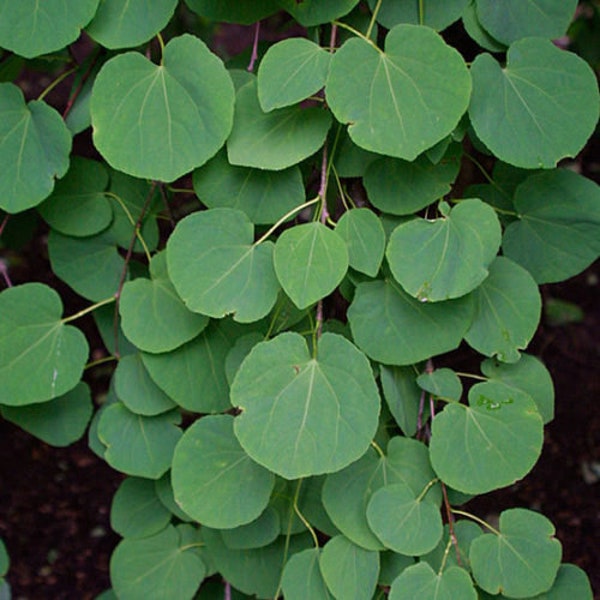 Katsura Tree 2-3' in height in an ABP container