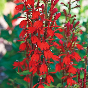 May include: A close-up of a cluster of red cardinal flowers in bloom. The flowers are arranged in a vertical line, with the petals pointing upwards. The flowers are surrounded by green leaves.