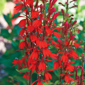 12 Red Cardinal Flower  Lobelia cardinalis bare root bulbs