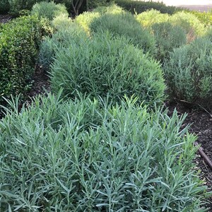 May include: A close-up view of a garden bed with rows of green leafy plants. The plants are arranged in a symmetrical pattern, creating a visually appealing landscape.