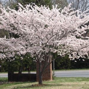 May include: A white cherry blossom tree in full bloom with pink flowers. The tree is in front of a brick wall and a road.