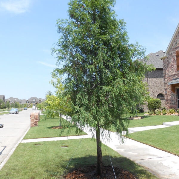 One Bald Cypress Tree 1-2' in height in an ABP container