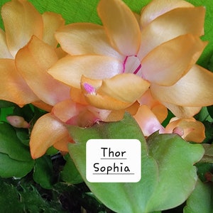 4 Thor Sophia Unrooted Cuttings THANKSGIVING CACTUS  Schlumbergera Truncata