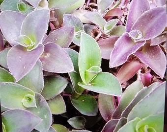 8 Wandering Jew Tradescantia Pale Puma Fuzzy Plant  Cuttings Purple Green