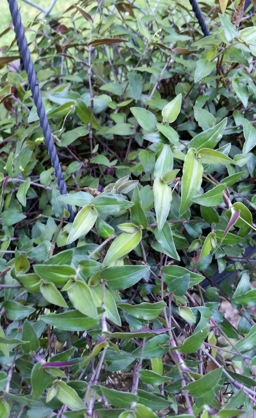 8 Wandering Jew Tradescantia Bridal Veil Plant Unrooted Etsy