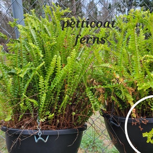May include: Two hanging black planters filled with vibrant green petticoat ferns. The ferns have delicate, feathery fronds and are positioned in front of a chain-link fence. The image includes the text "petticoat ferns".