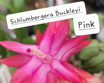 5 Unrooted Cuttings Schlumbergera Buckleyi Pink