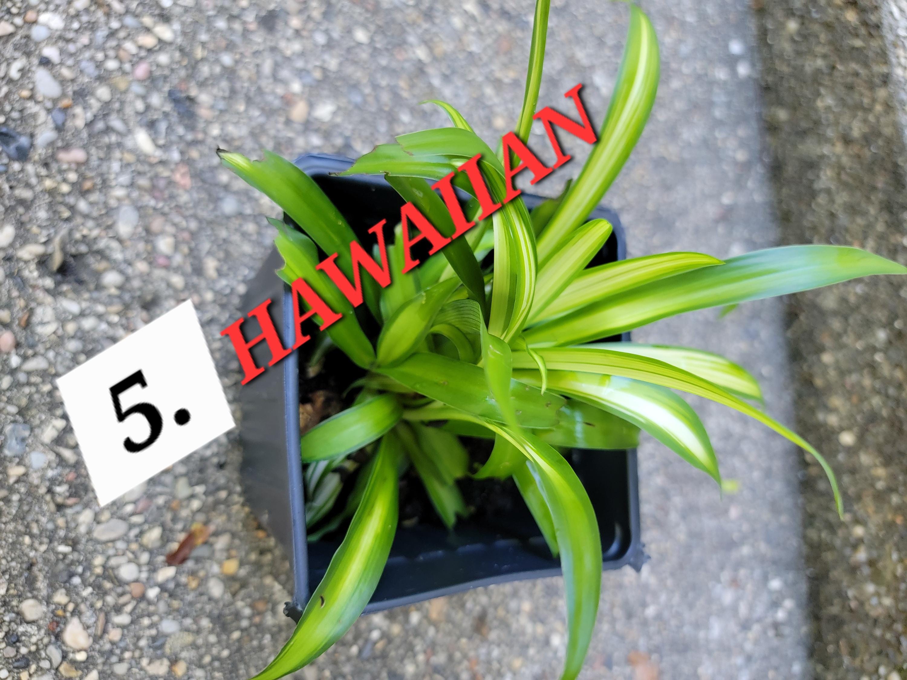 folia plant ZZ Plant (Zamioculcas Zamiifolia)  Low Maintenance Indoor Air Purifying  Plant in Pot  Plantncr