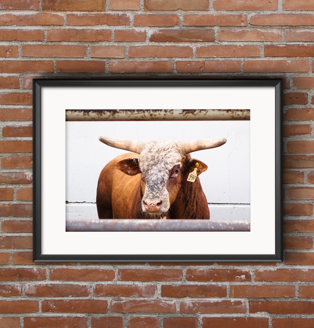 Texas Longhorn Majesty: Cow Portrait Through Metal Rails Color
