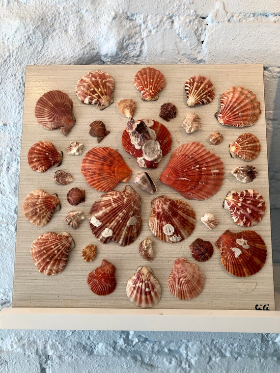 12 Pink Sea Shell Art 