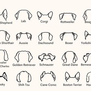K&ouml;nnte beinhalten: Linienzeichnungen verschiedener Hunderassen, darunter Deutscher Sch&auml;ferhund, Labrador, Corgi, Rottweiler, Beagle, Deutsch Kurzhaar, Aussie, Dackel, Boxer, Yorkshire Terrier, Cavalier King Charles, Golden Retriever, Schnauzer, Dogge, Berner Sennenhund, Husky, Shih Tzu, Cane Corso, Boston Terrier und Havaneser.