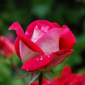 Rose Exfoliating Goat Milk Soap - Clearance