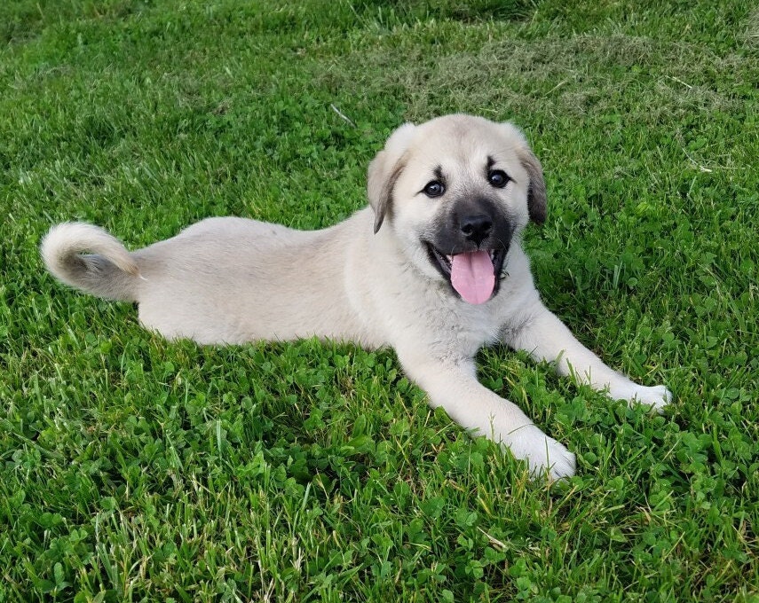 Pyrenees Anatolian Month Old Anatolian Shepherd Anatolian Shepherd