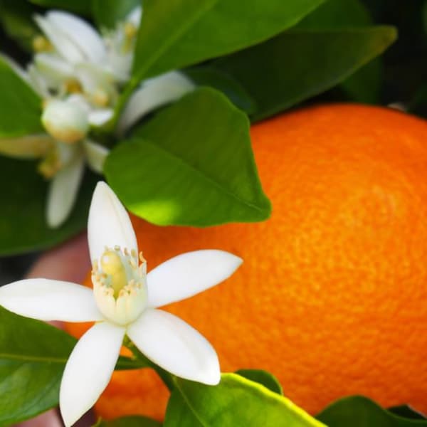 Orange Blossom Goat Milk Soap