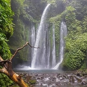 Rain Forest Goat Milk Soap