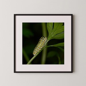 May include: A framed photograph showing a caterpillar on a green leaf. The caterpillar is striped with yellow, black, and white. The leaf is a vivid green, set against a dark background.