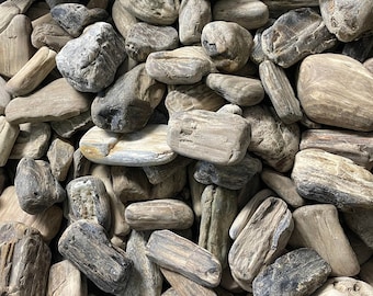 Montana petrified wood for tumbling