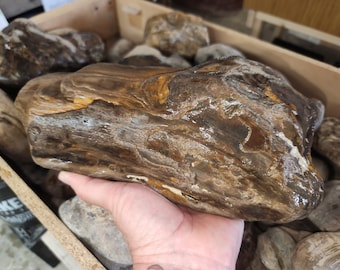Montana petrified wood for cutting