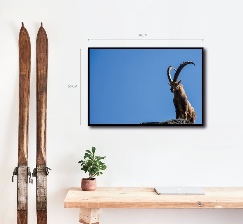 Photographie - Animal Haute Savoie Alpes Françaises