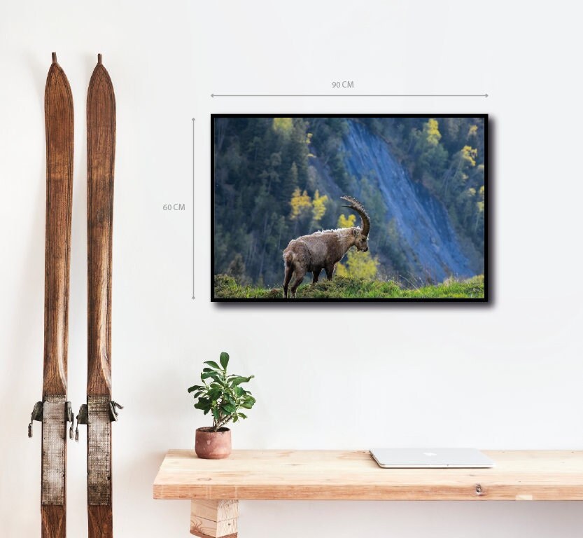 Photographie - Bouquetin Alpes Françaises
