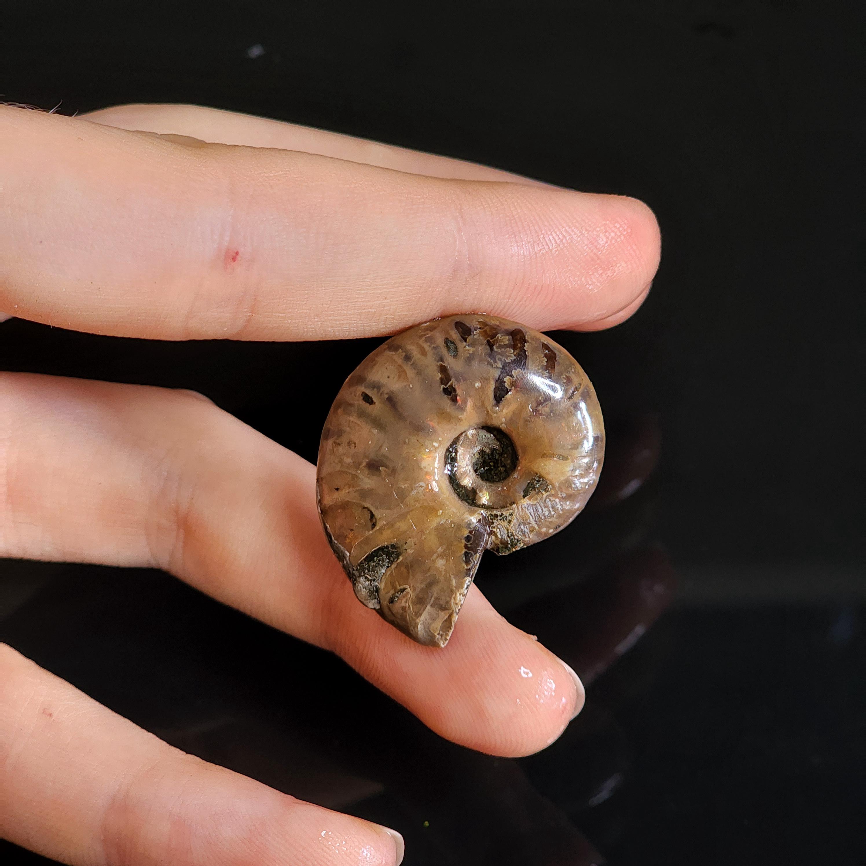 Dactylioceras - Etsy 日本