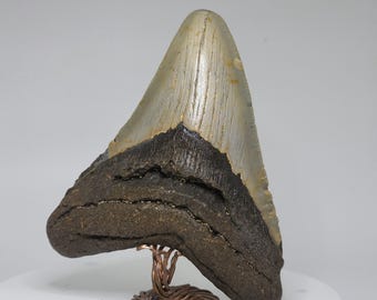 Megalodon tooth !! [Rm25]