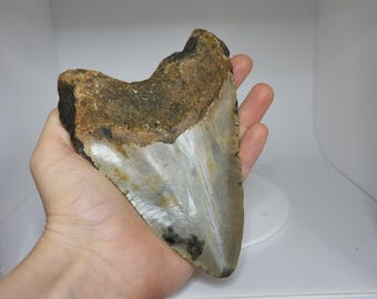Megalodon tooth !! Mg28