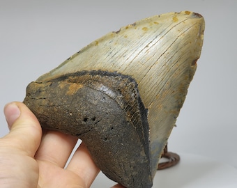 Megalodon tooth !! [Rm20]