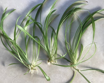BUY 3 GET 2 FREE!! 3 x Rooted Baby Spider Plant / Chlorophytum - Air purifier, house-plant - Bundle